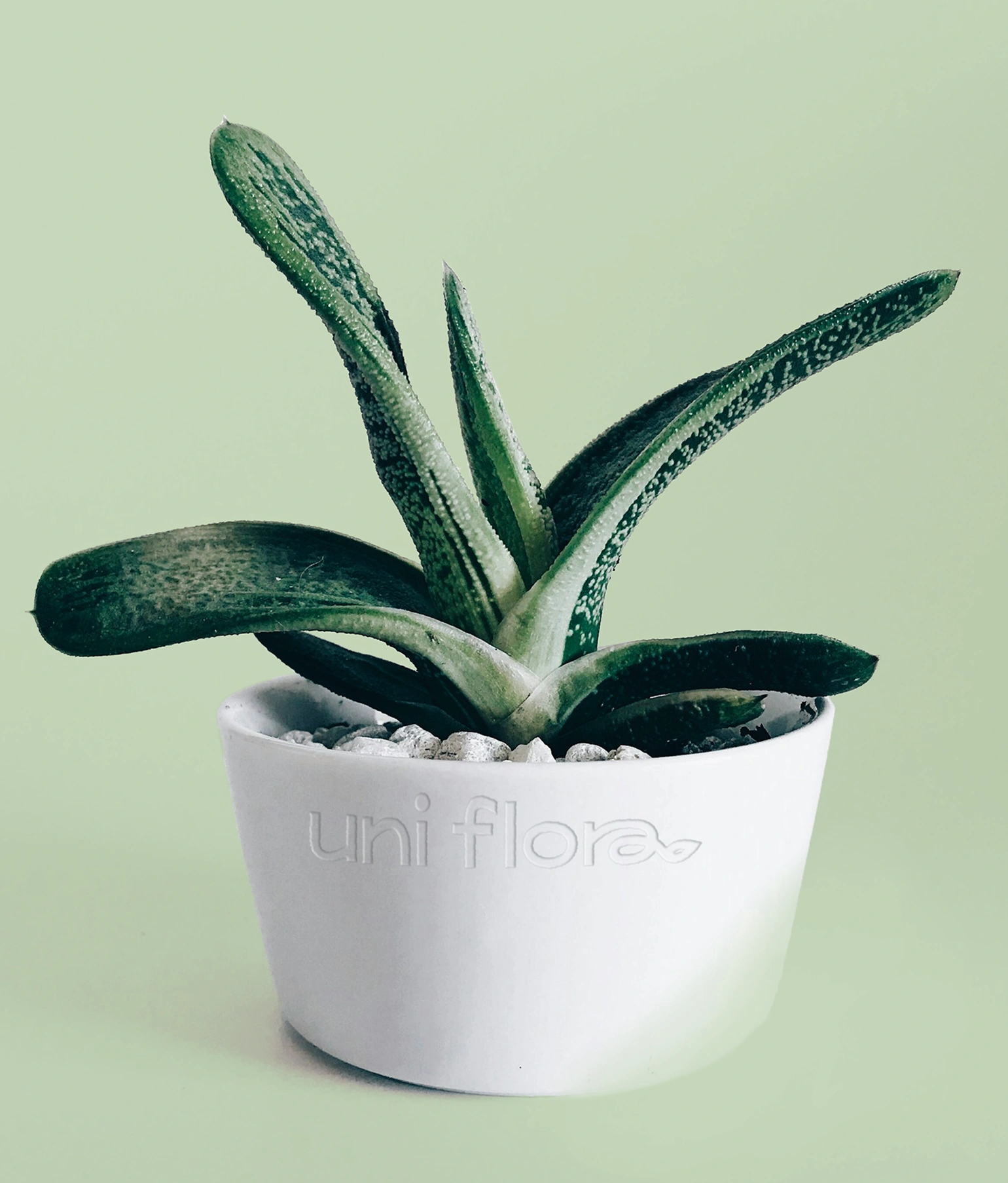 Uniflora logo embossed on a white plant pot