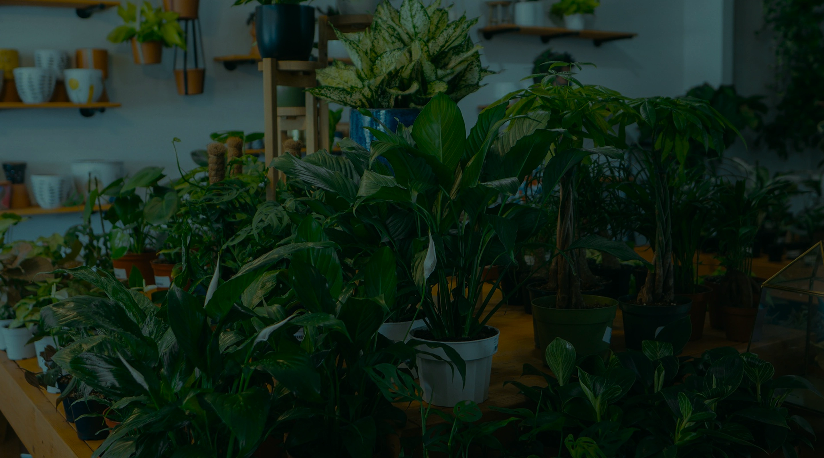 Plants and gardening supplies inside a Uniflora store